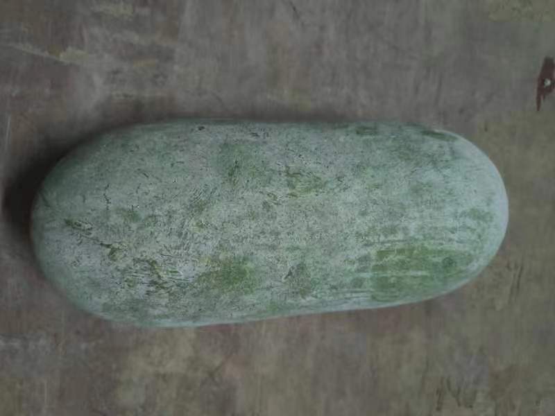 两张并列展示的冬瓜照片,左侧为青皮冬瓜,表皮深绿带绒毛,形状偏长圆形;右侧为白皮冬瓜,表皮灰白覆蜡粉,呈椭圆或短圆柱形,切开可见厚实白色瓜肉与黑色种子 青皮冬瓜与白皮冬瓜外观对比图