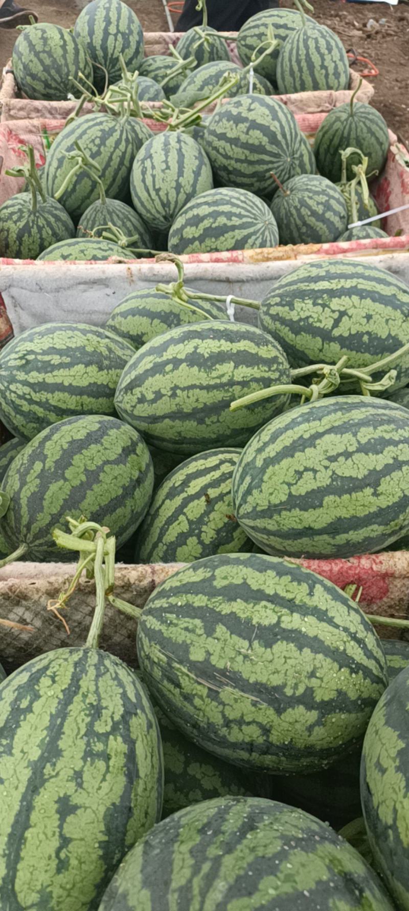 吉林红瓤4k吉林西瓜皮薄个大口感好红洋4k西瓜