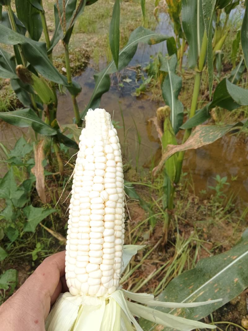 白糯玉米