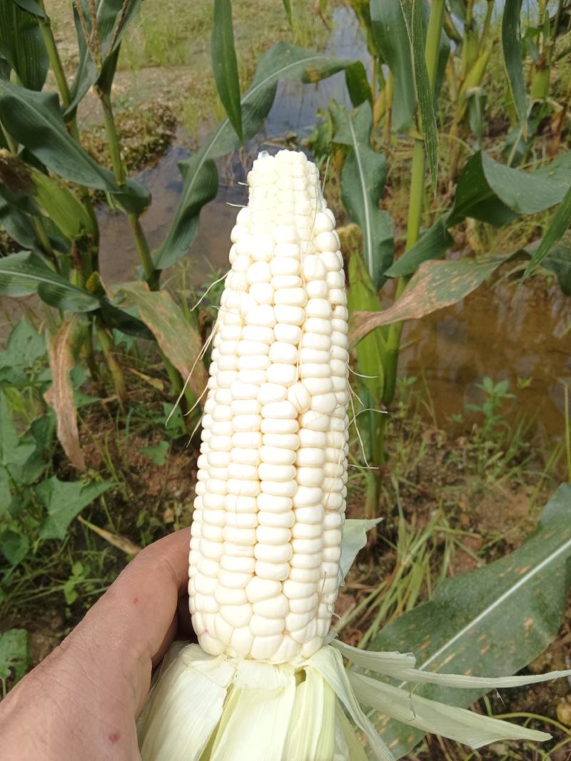 白糯玉米