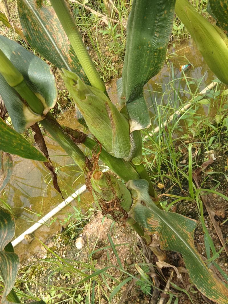 白糯玉米