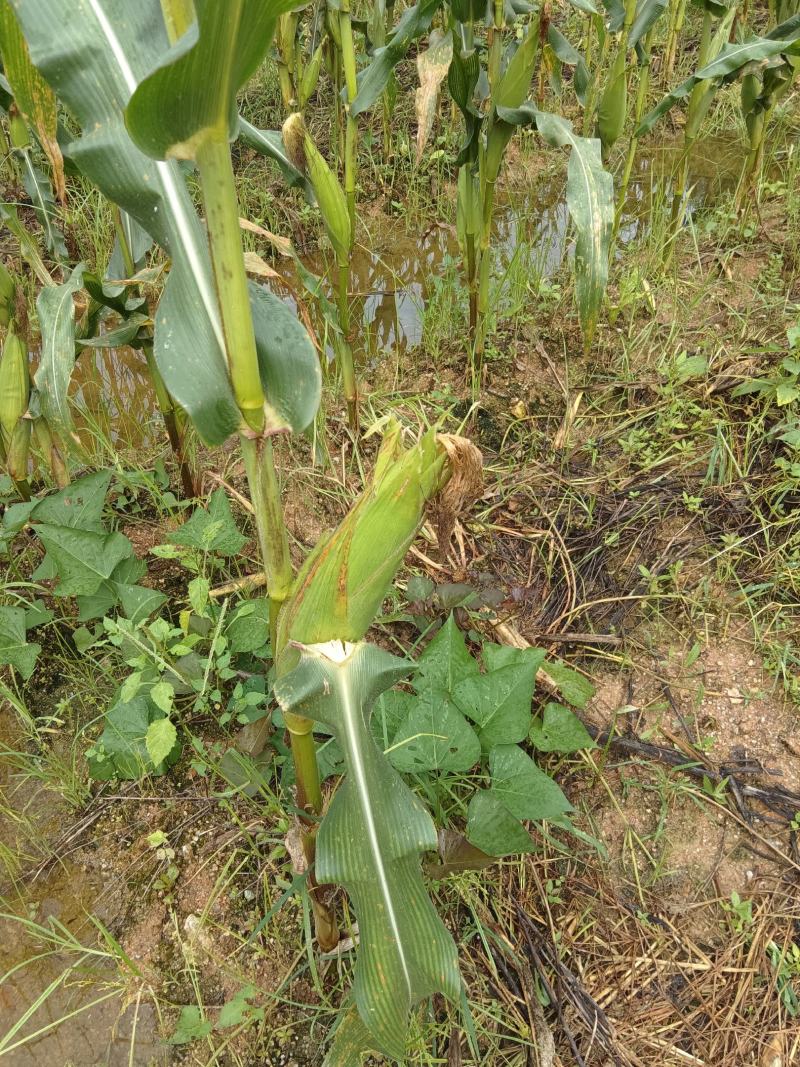 白糯玉米