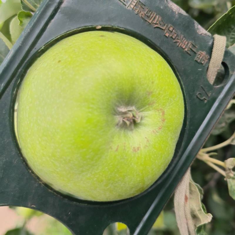 青苹果