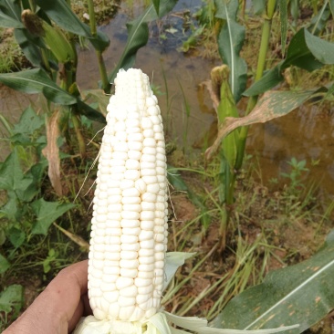 白糯玉米
