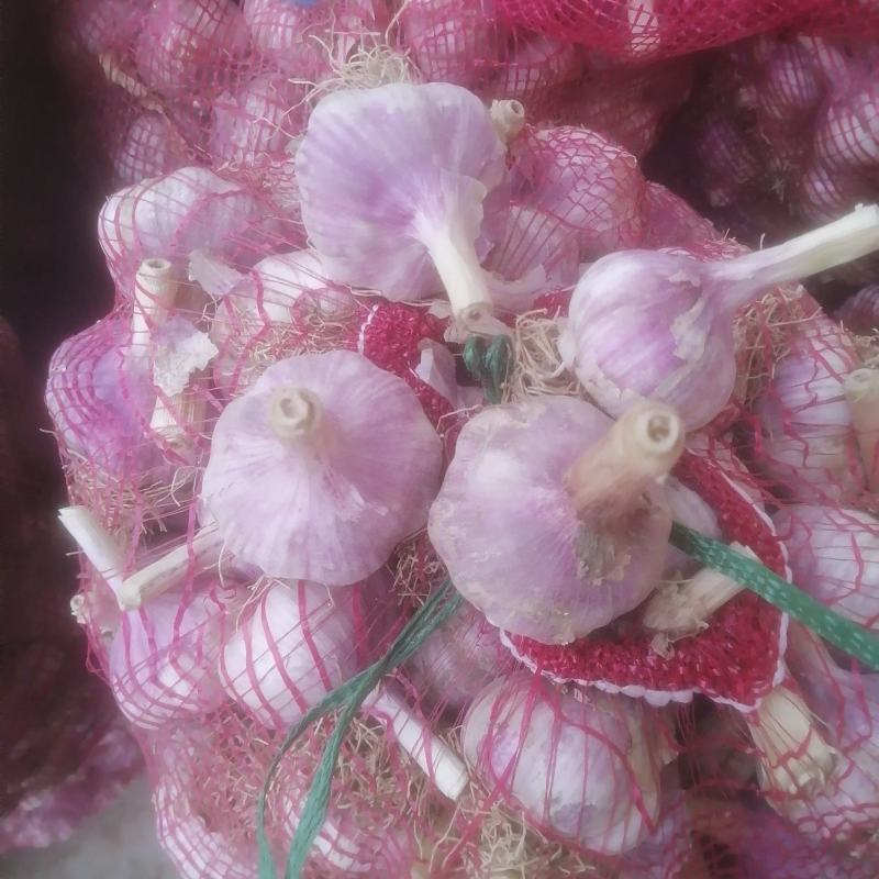 正宗商河大青稞蒜种