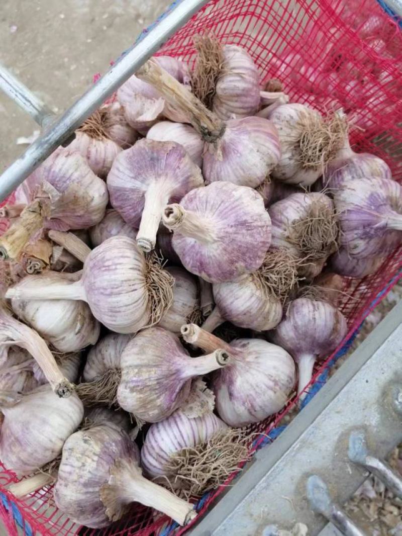 正宗商河大青稞蒜种