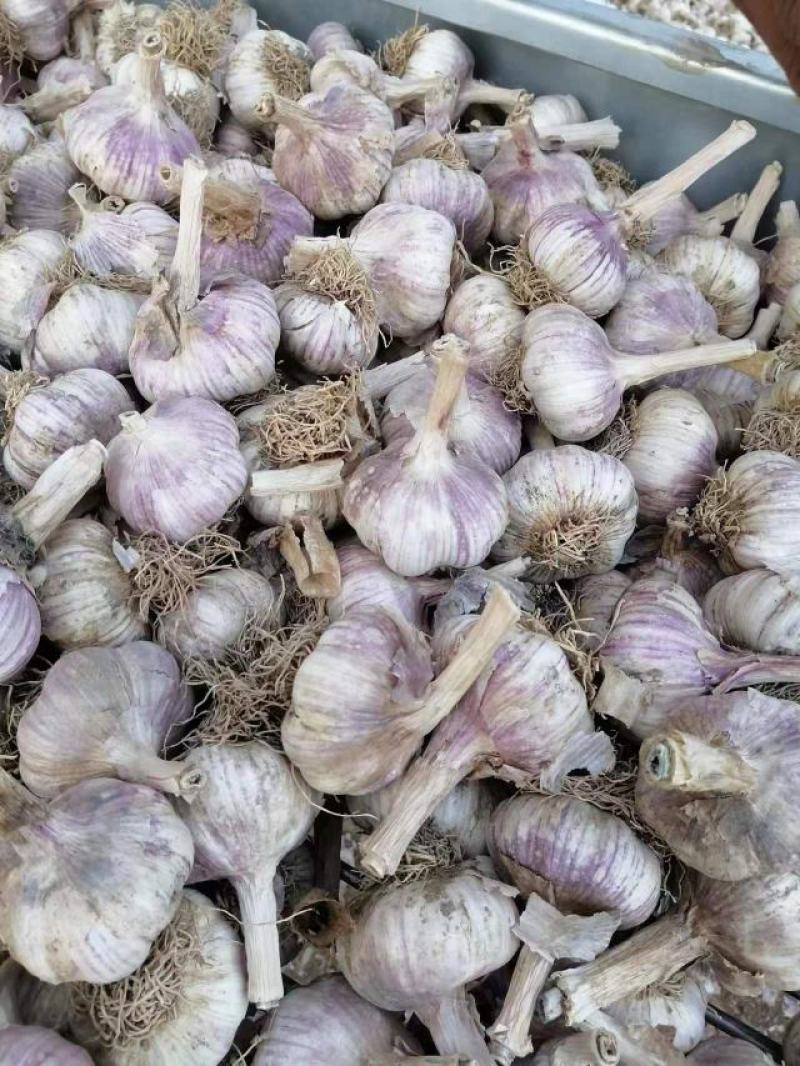 正宗商河大青稞蒜种