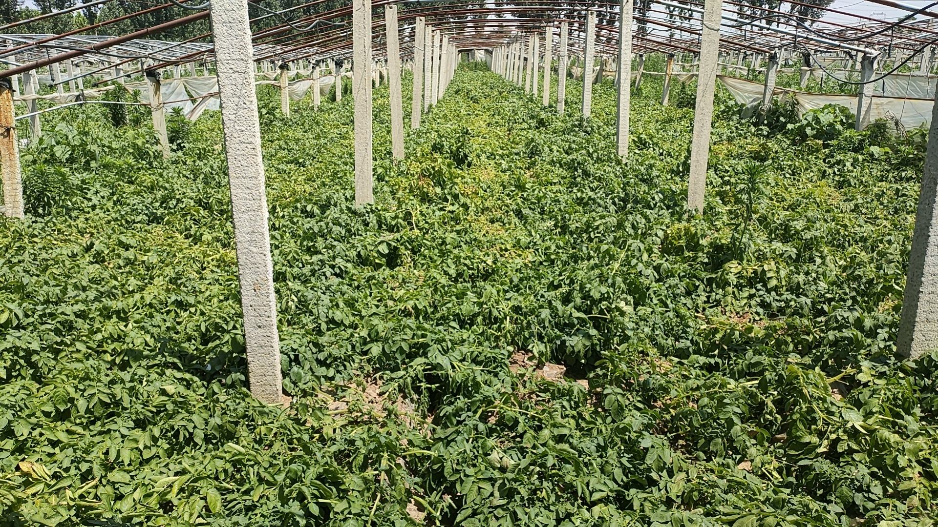 春土豆播种季节示意图