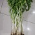 水芹菜苗高产口感好新鲜现挖提供技术支持
