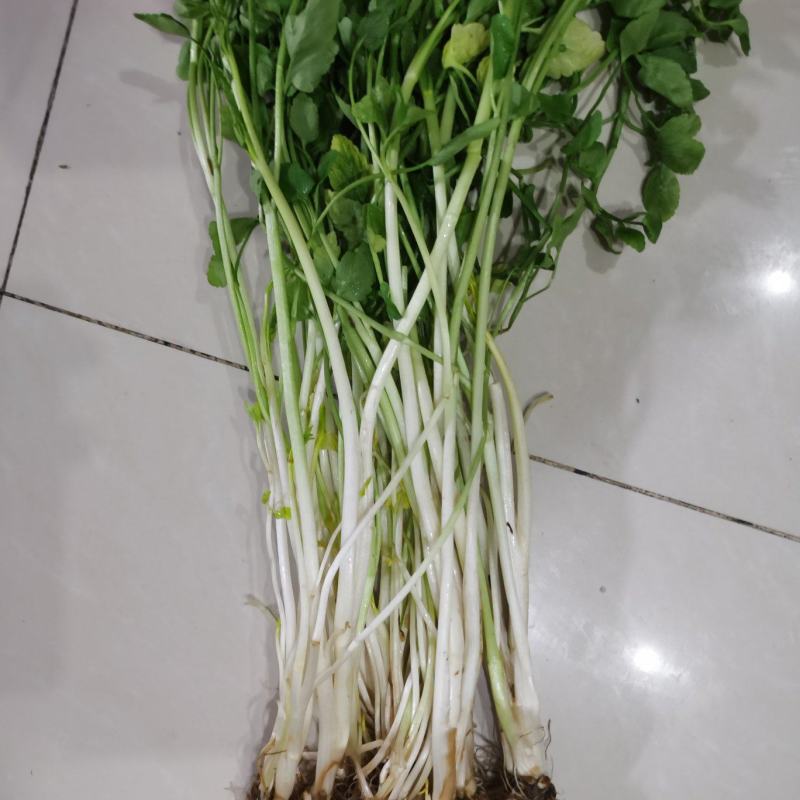 水芹菜苗高产口感好新鲜现挖提供技术支持