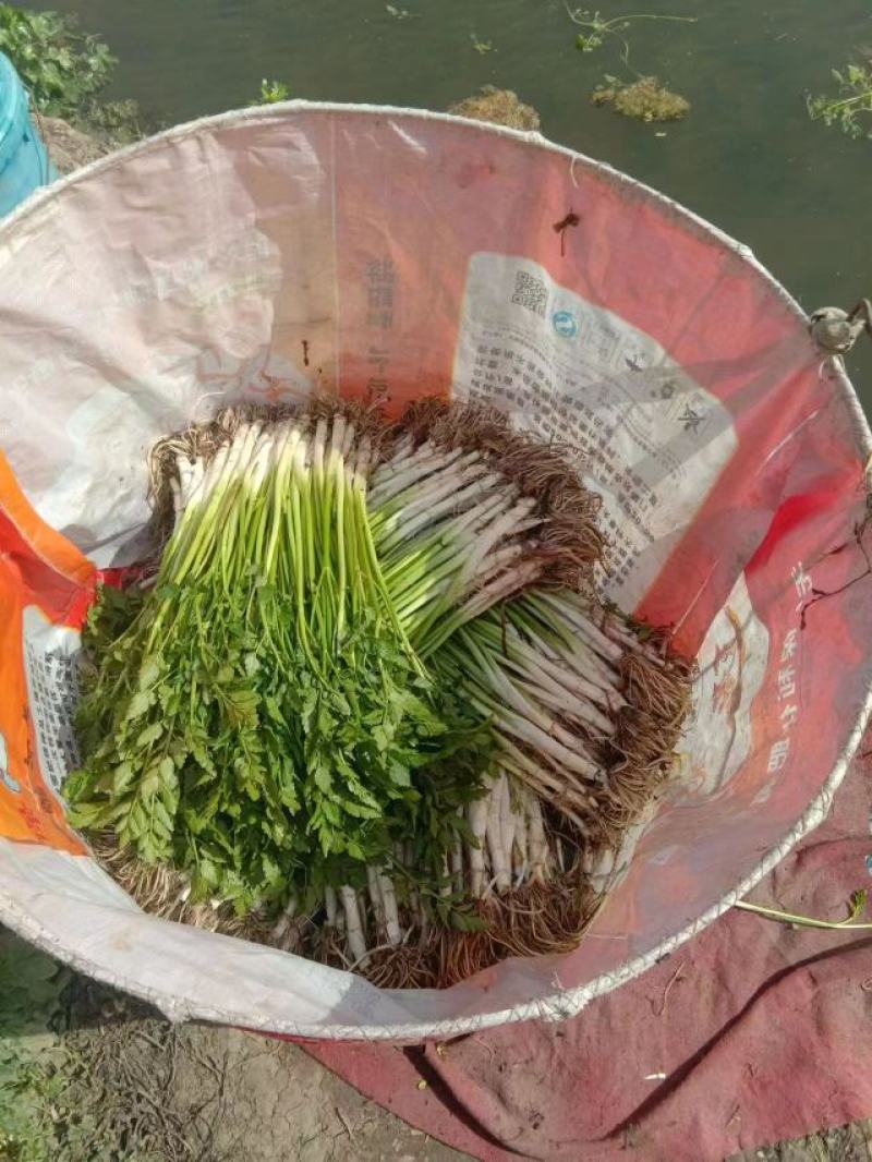 水芹菜苗高产口感好新鲜现挖提供技术支持