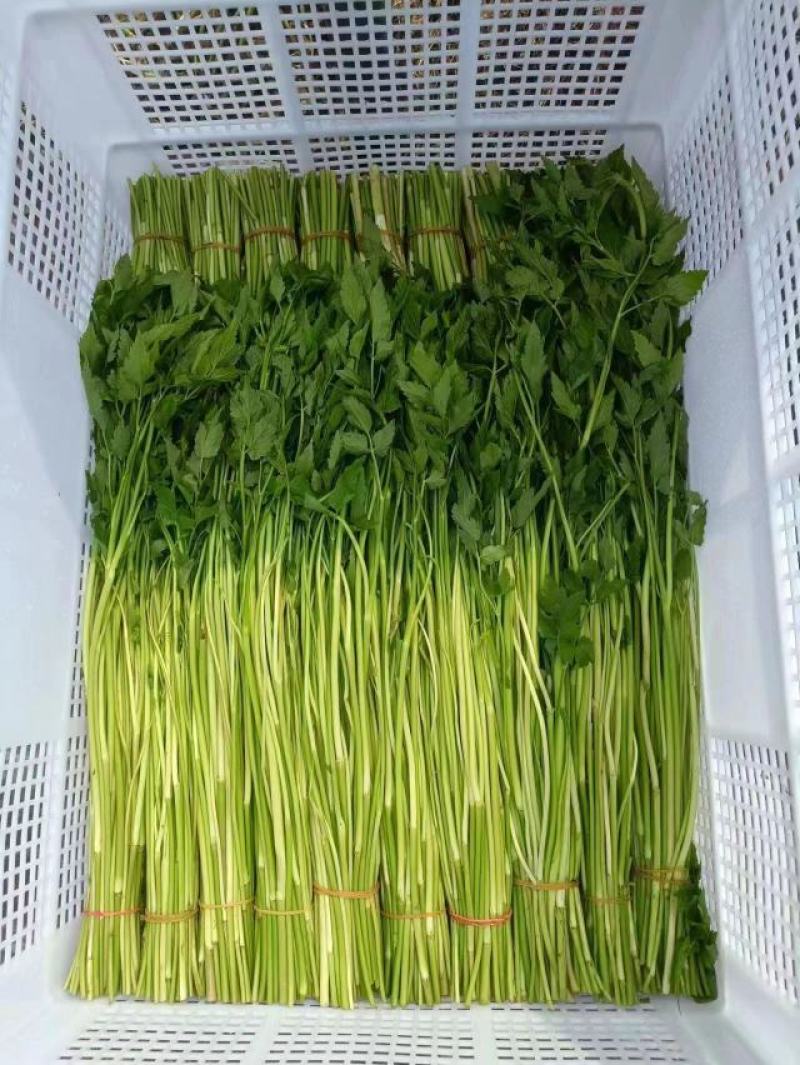 水芹菜苗高产口感好新鲜现挖提供技术支持