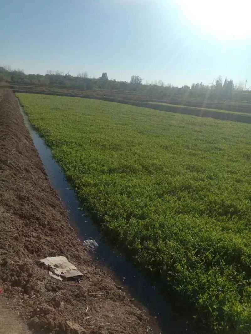 水芹菜苗高产口感好新鲜现挖提供技术支持