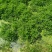 水芹菜苗高产口感好新鲜现挖提供技术支持