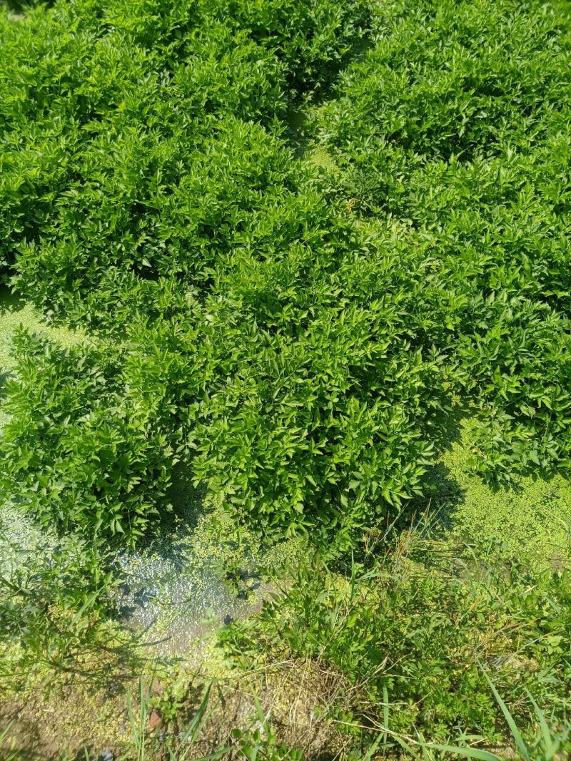 水芹菜苗高产口感好新鲜现挖提供技术支持