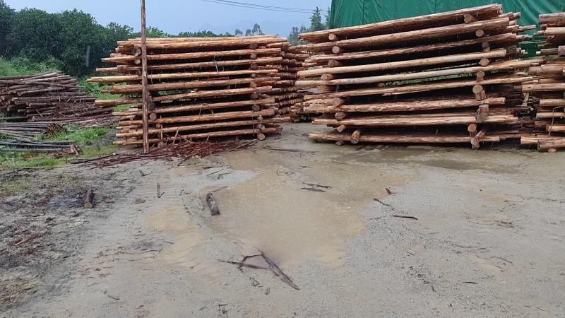 削皮长度：4m.4.2m.4.5m.尾径8cm.10cm