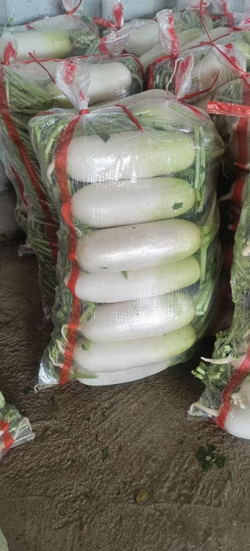 甘肃高原夏菜临洮产区冷棚青头萝卜逐量上市，有需要的联系我