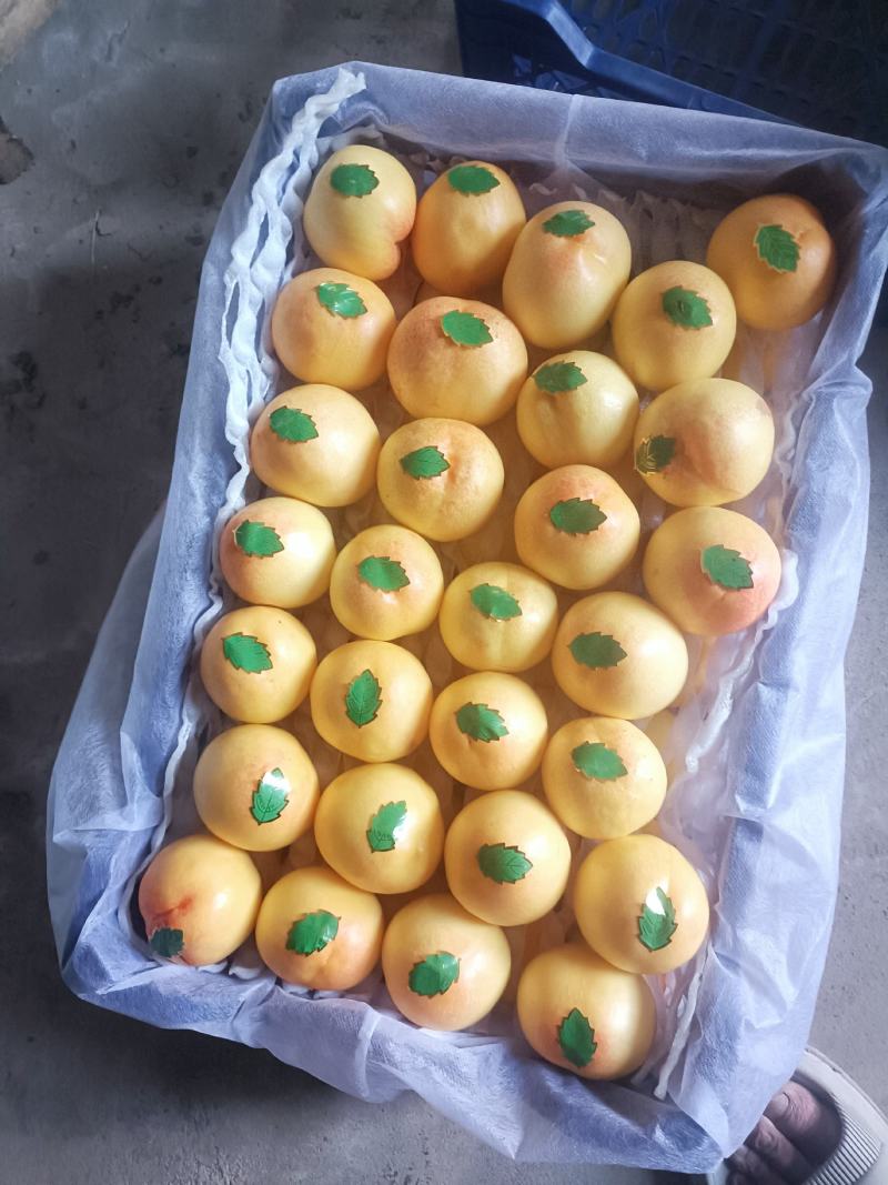 春雪毛桃，套袋精品油桃大量有货