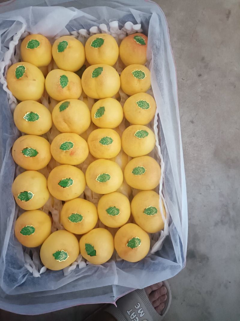 春雪毛桃，套袋精品油桃大量有货