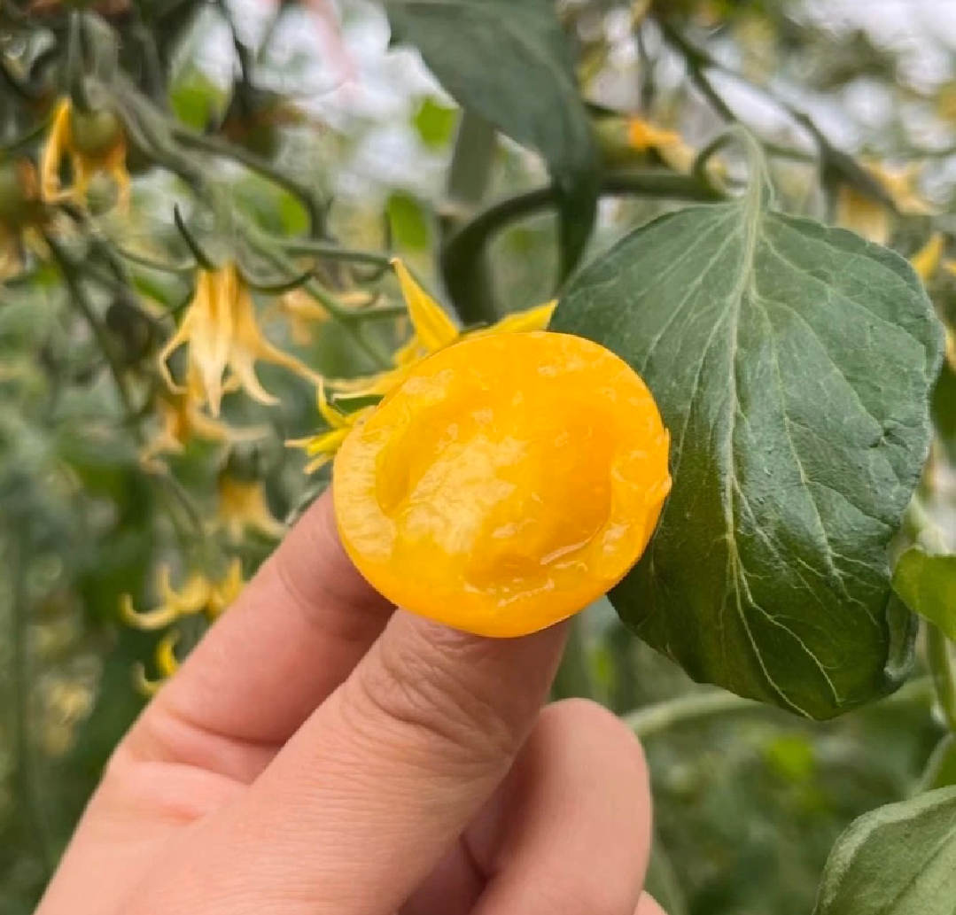 千禧圣女果成熟与未成熟对比图