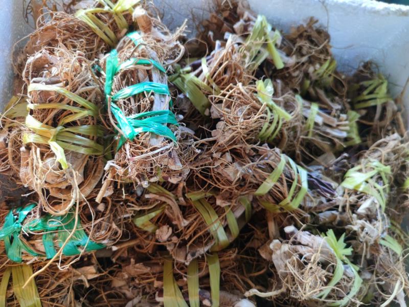小扎1把牛奶根