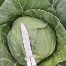 百亩脆皮甘蓝上市