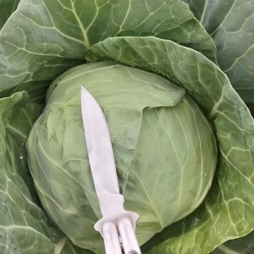 百亩脆皮甘蓝上市