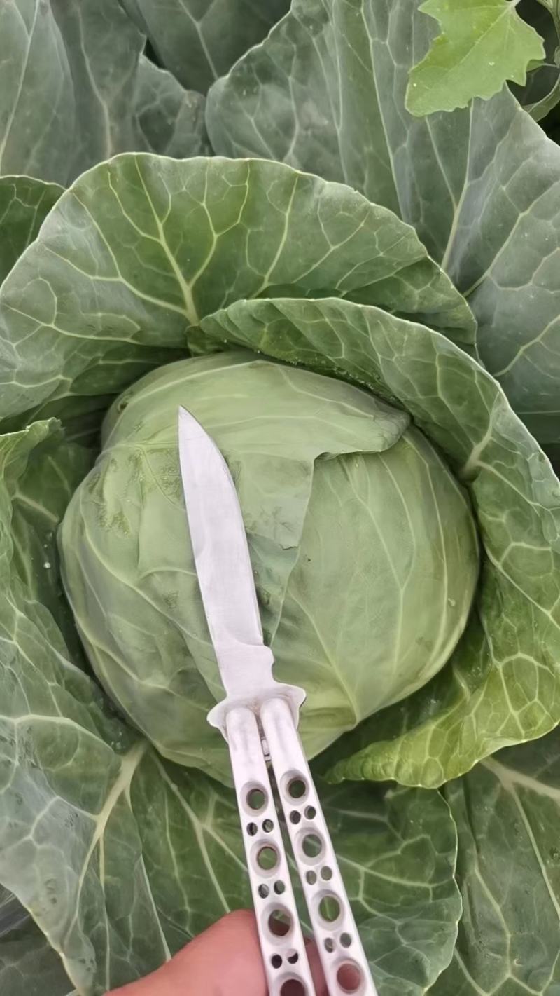 百亩脆皮甘蓝上市