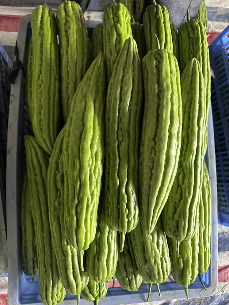 苦瓜凉瓜油瓜油苦瓜无限量供应