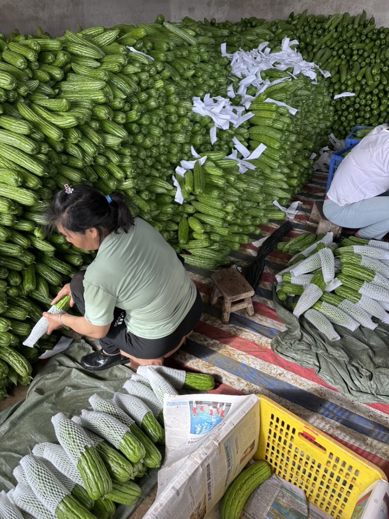 苦瓜凉瓜油瓜油苦瓜无限量供应