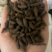 香附