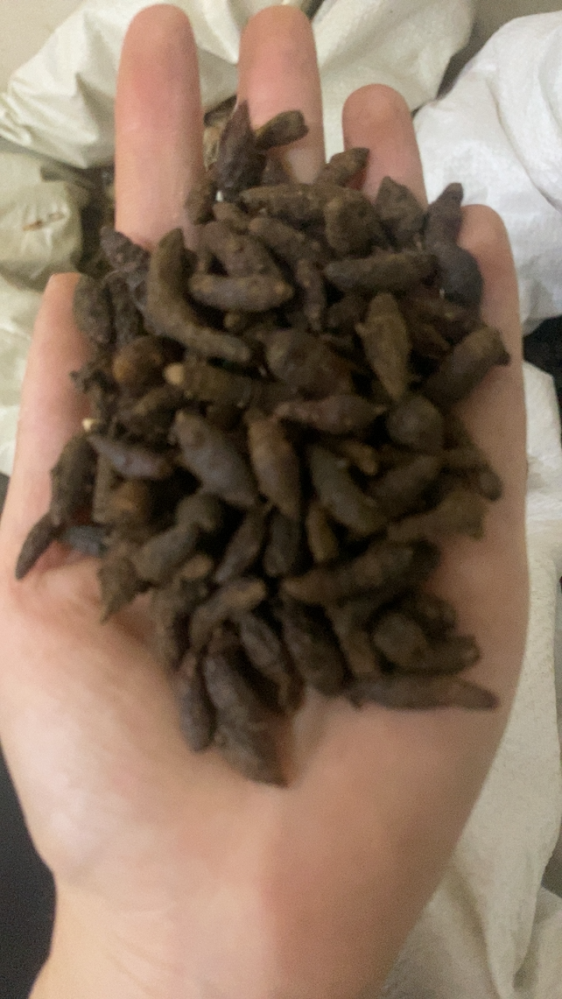 香附