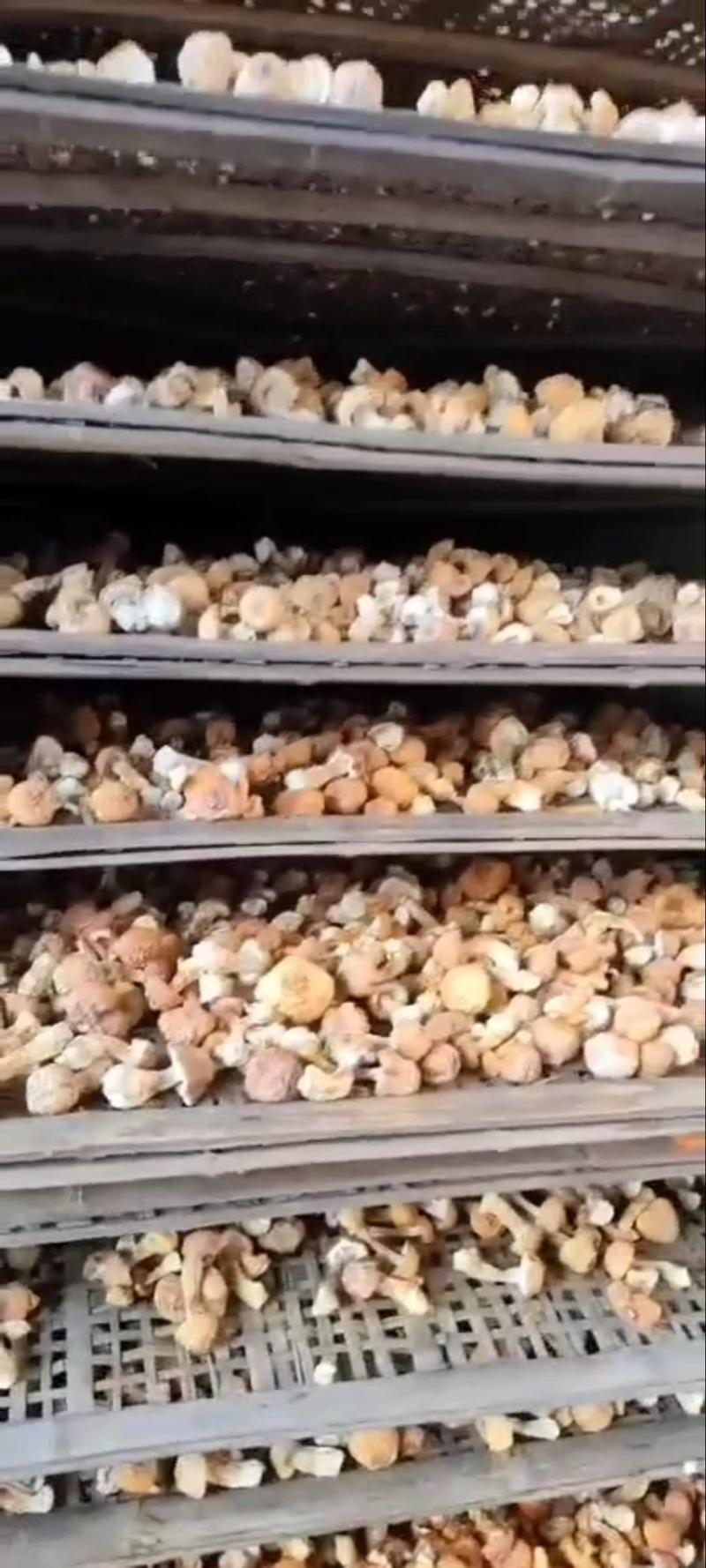 姬松茸产地直销批发精品巴西菇干货烘干菌菇土特产蘑菇