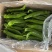 高原夏菜精品尖椒炮椒以大量上市产地直发可视频看