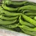 高原夏菜精品尖椒炮椒以大量上市产地直发可视频看