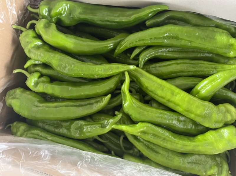 高原夏菜精品尖椒炮椒以大量上市产地直发可视频看