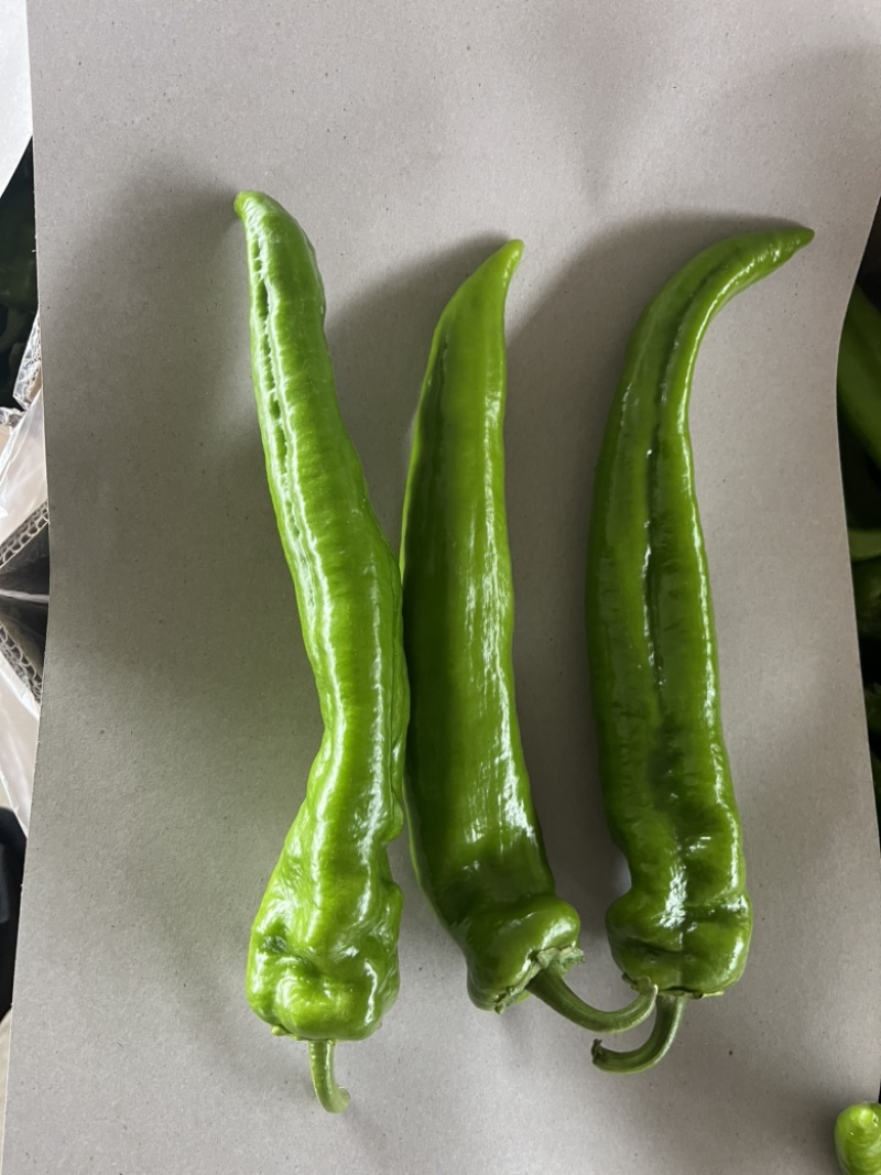 高原夏菜精品尖椒炮椒以大量上市产地直发可视频看