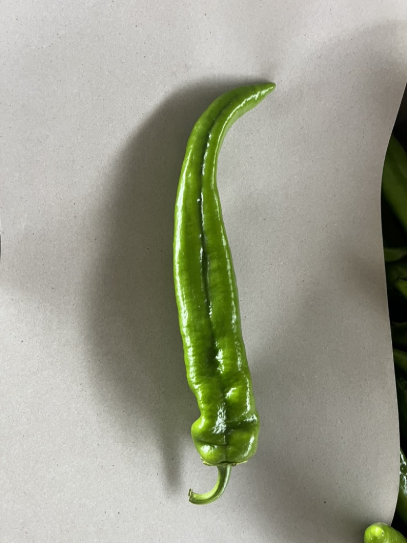 高原夏菜精品尖椒炮椒以大量上市产地直发可视频看