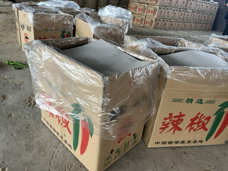 高原夏菜精品尖椒炮椒以大量上市产地直发可视频看