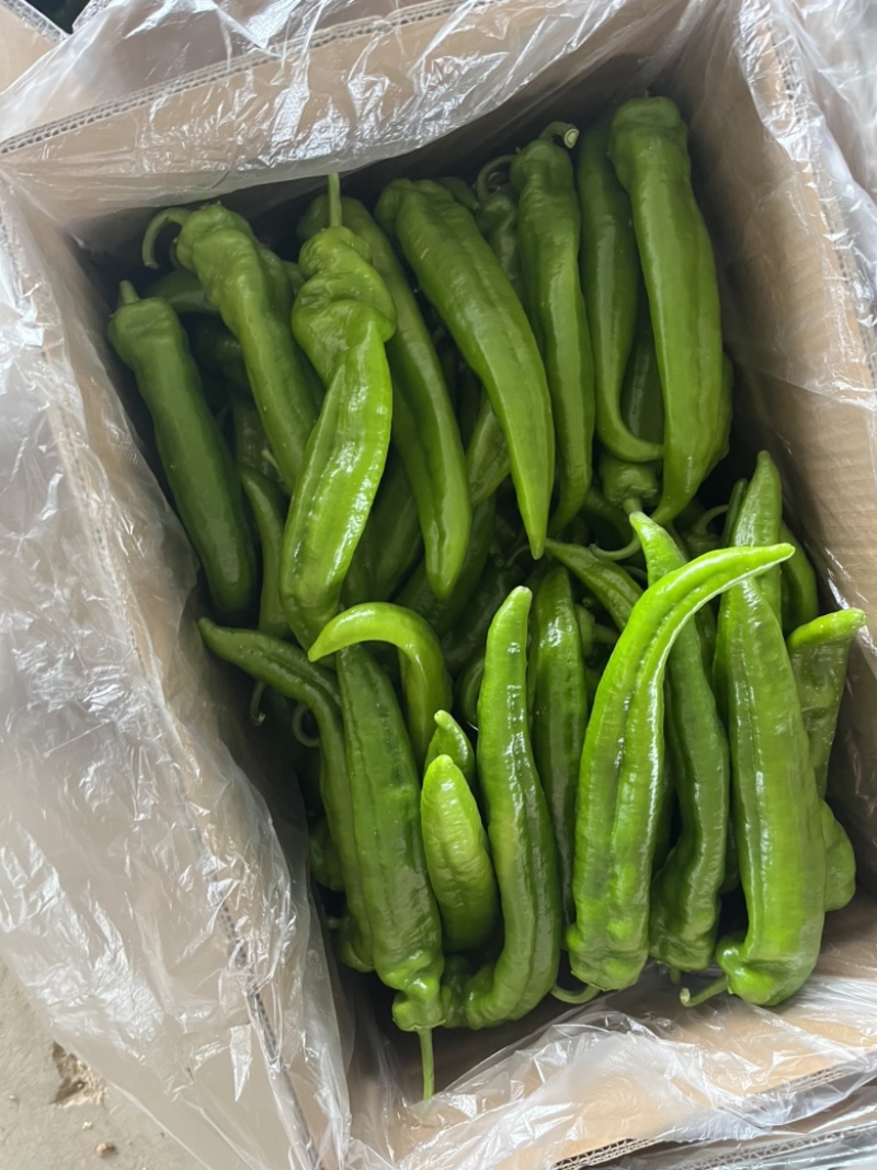 高原夏菜精品尖椒炮椒以大量上市产地直发可视频看