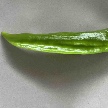 高原夏菜精品尖椒炮椒以大量上市产地直发可视频看