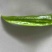 高原夏菜精品尖椒炮椒以大量上市产地直发可视频看