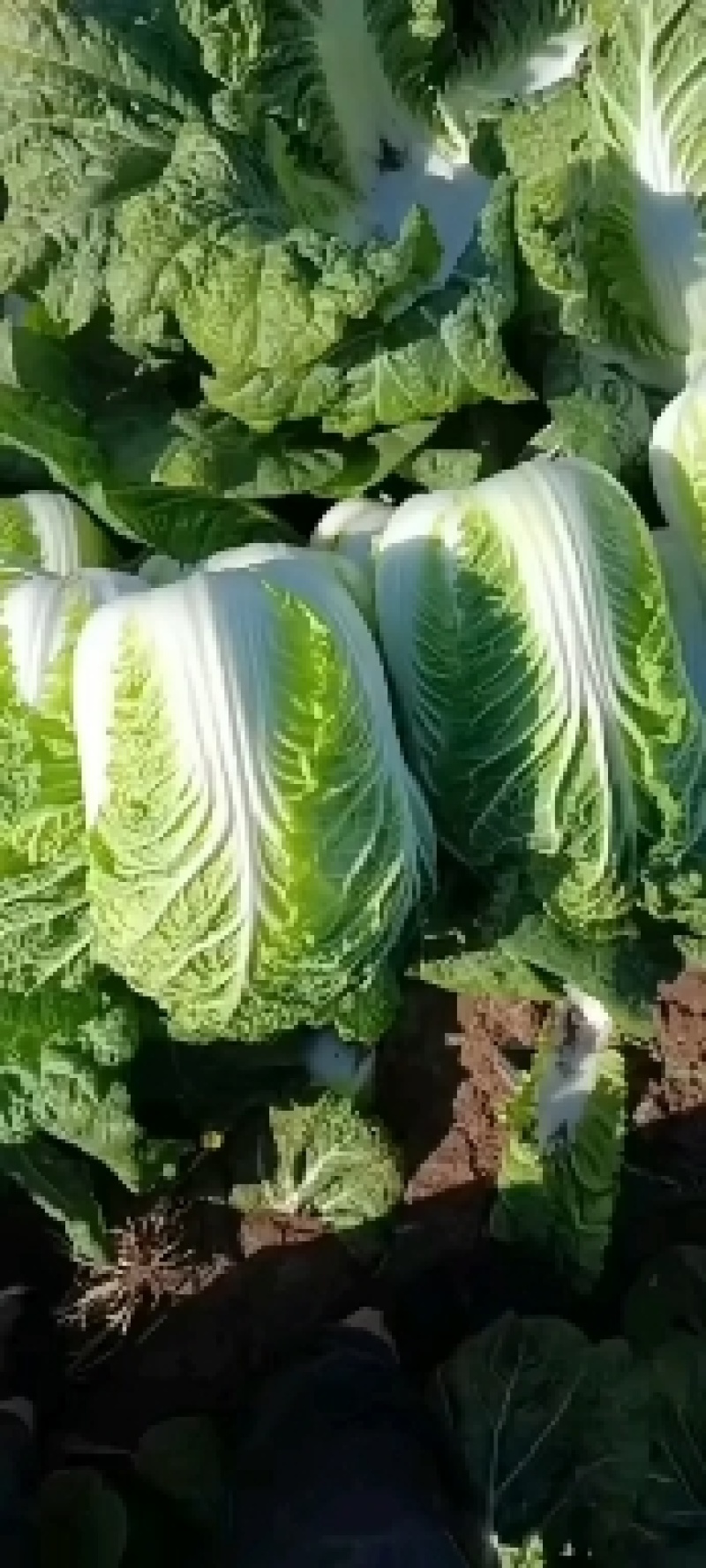 玲珑黄，金翡翠，黄心小颗白菜，诚信代办全国走货
