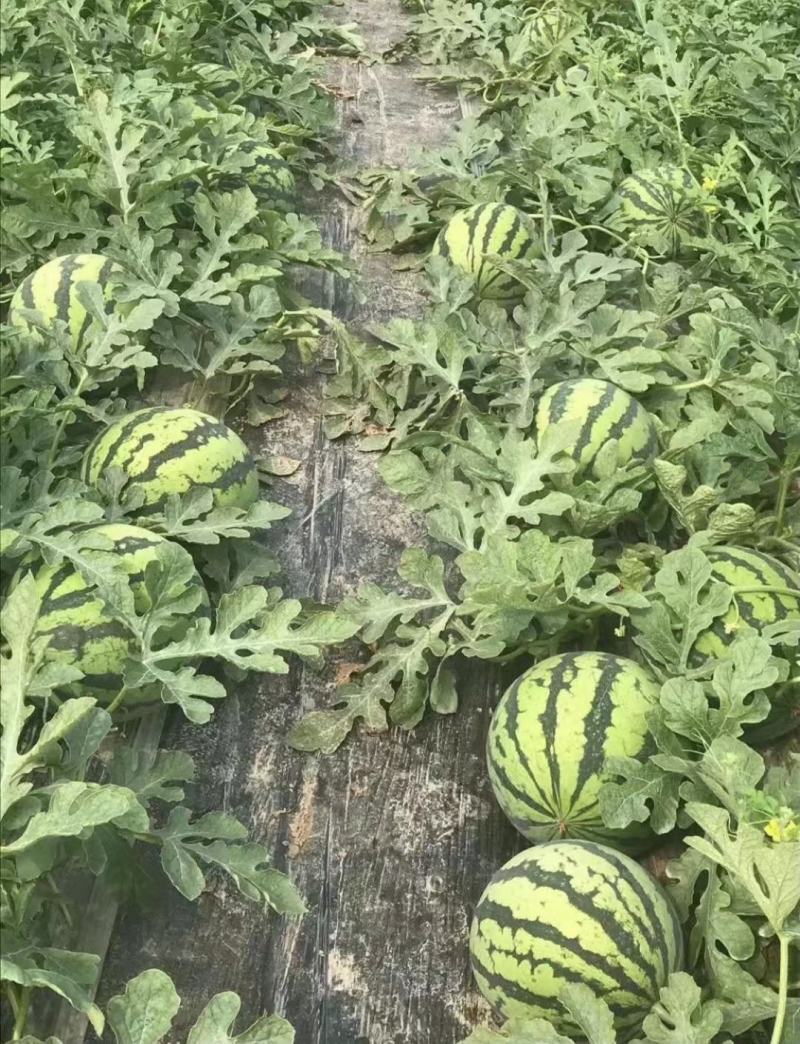 【无籽麒麟西瓜】产地一手货源全国发货量大对接市场商超