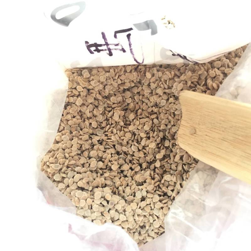明生种业潮汕马蹄番茄种子老品种