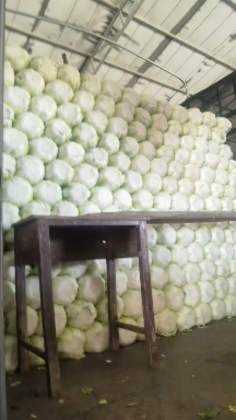 玲珑黄，金翡翠，黄心小颗白菜，诚信代办全国走货