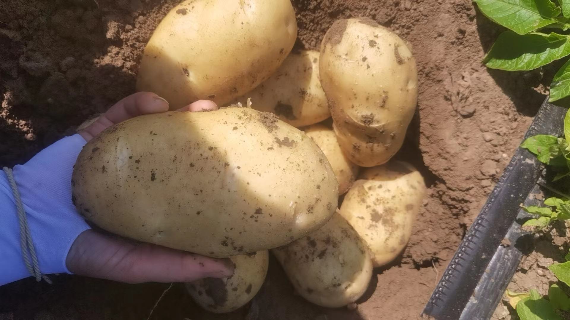 挑选与切好的土豆