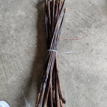 牛鞭干牛鞭，纯干牛鞭，没虫蛀，长度80-120厘米