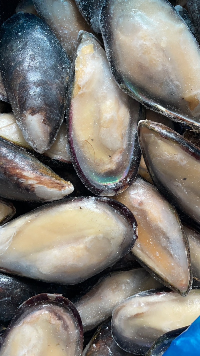 青口贝半壳青口贝半壳海虹捞汁烧烤火锅食材