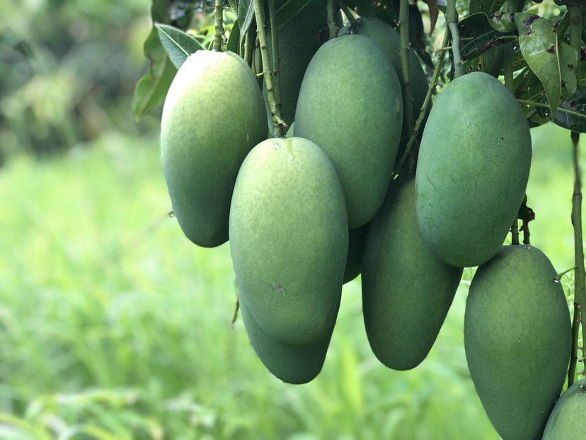 未成熟的青芒果